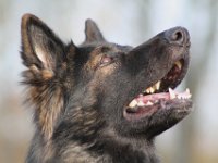 Anori  Bes.: Chrigel Rossel